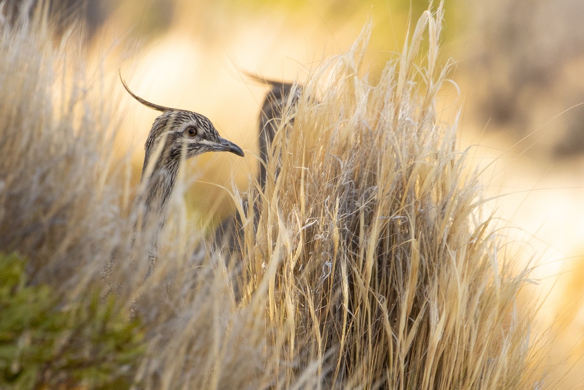 Elegant Crested-Tinamou - ML618574877