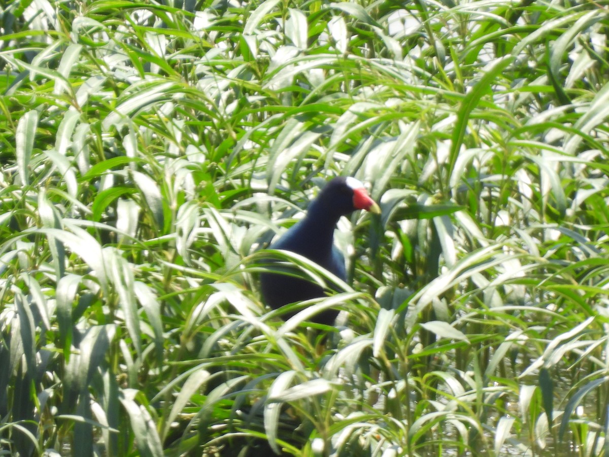 Purple Gallinule - ML618574893