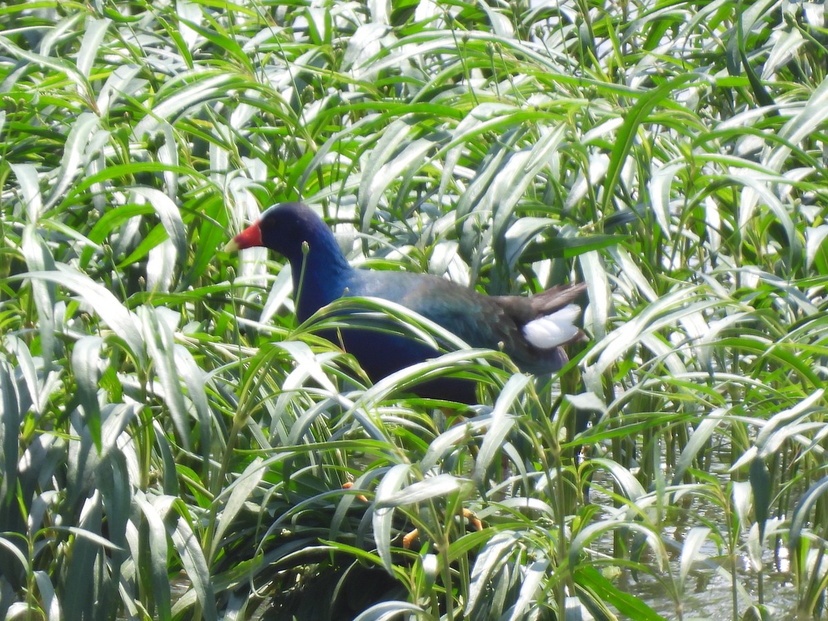 Purple Gallinule - ML618574900