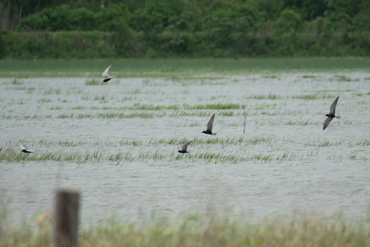 Black Tern - ML618574919