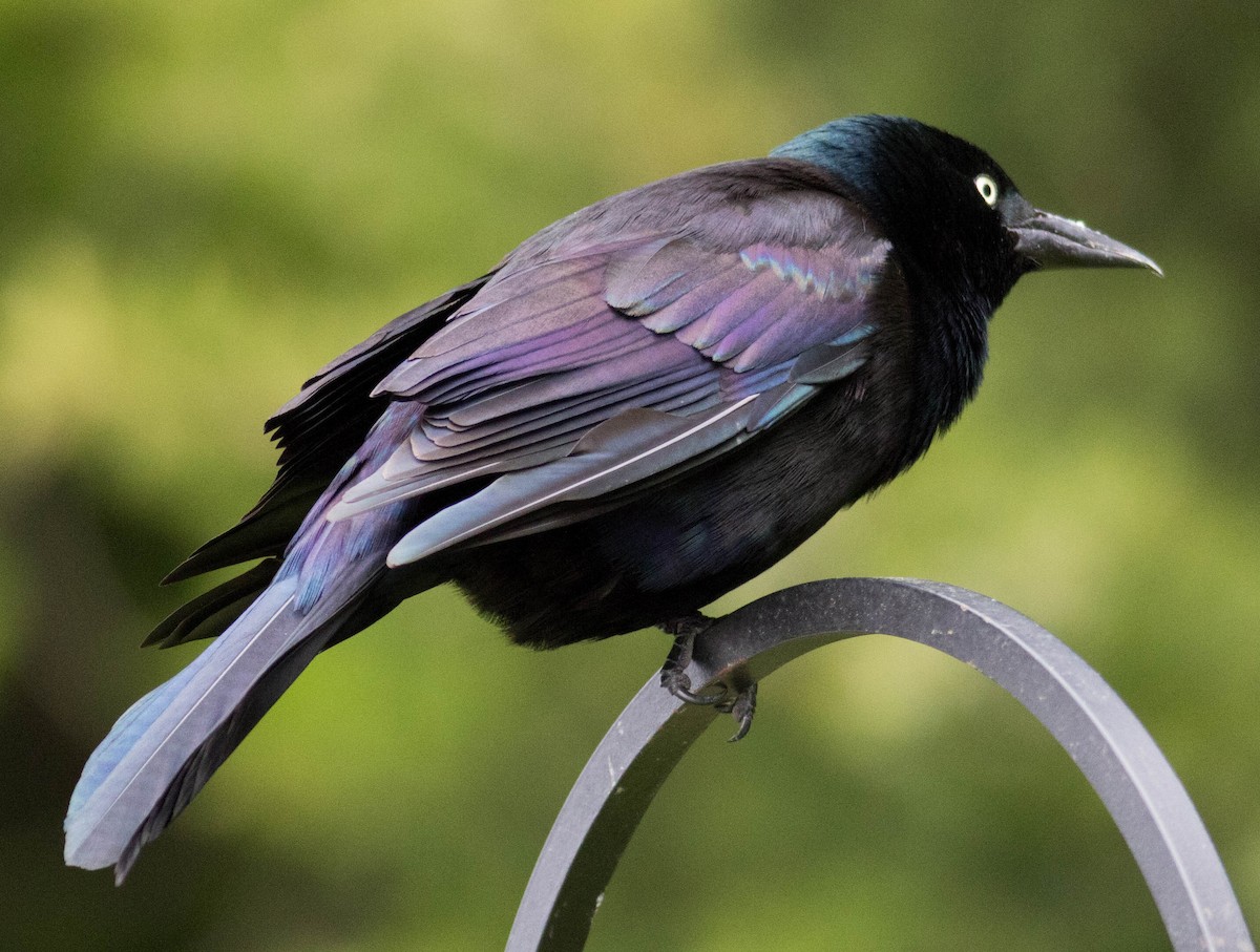 Common Grackle (Florida/Purple) - ML618574920