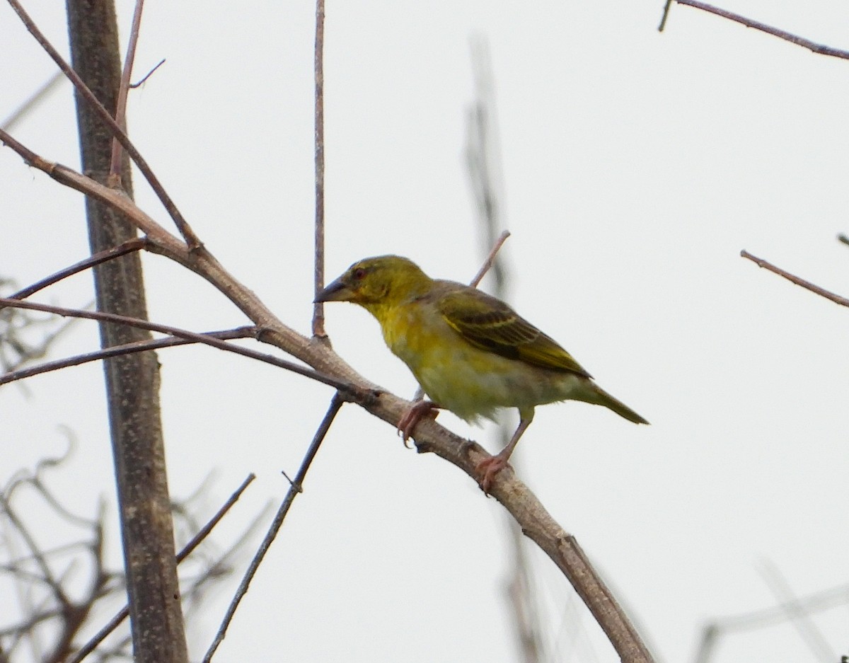 Village Weaver - Manuel Pérez R.