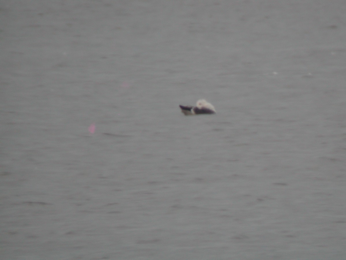 Lesser Black-backed Gull - ML618574957