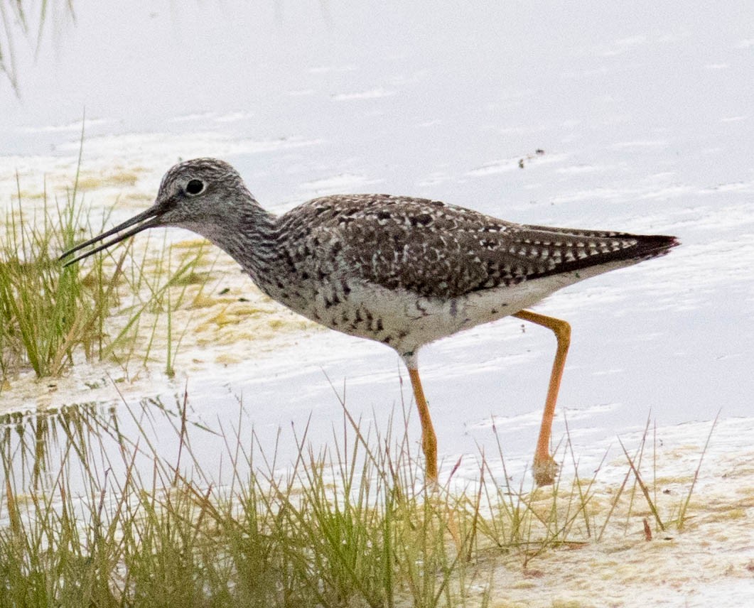 Greater Yellowlegs - ML618574982