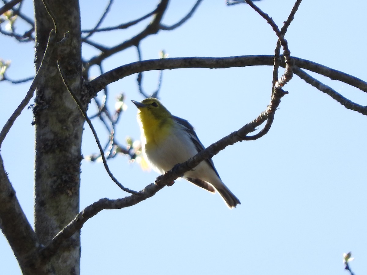 Yellow-throated Vireo - Scott Gibson