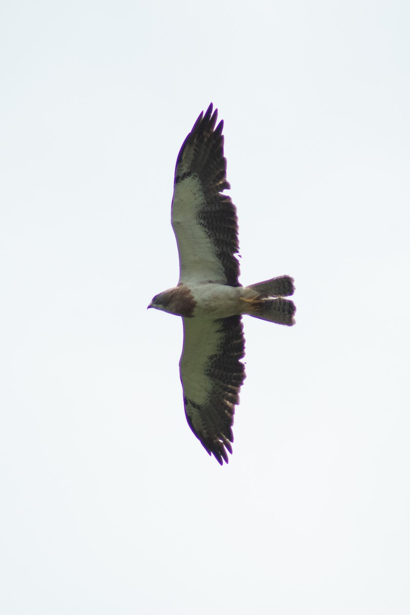 Swainson's Hawk - ML618575013