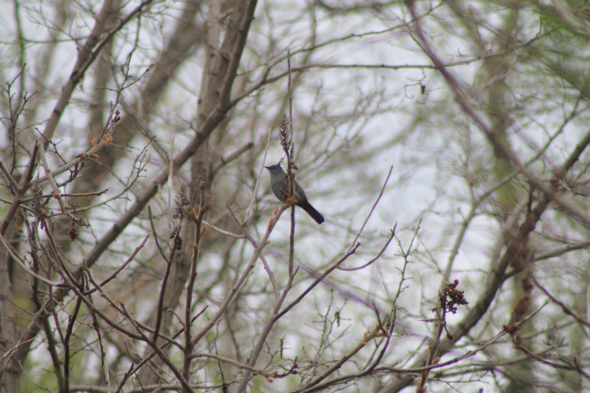 Gray Catbird - Cory Ruchlin