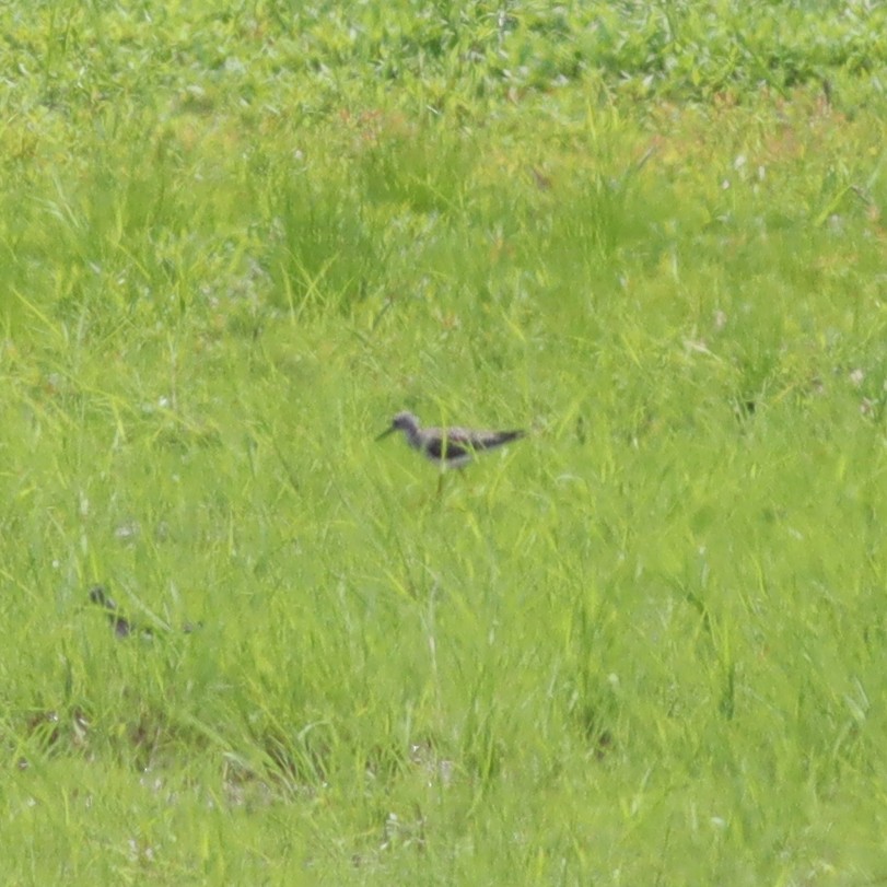 Lesser Yellowlegs - ML618575055