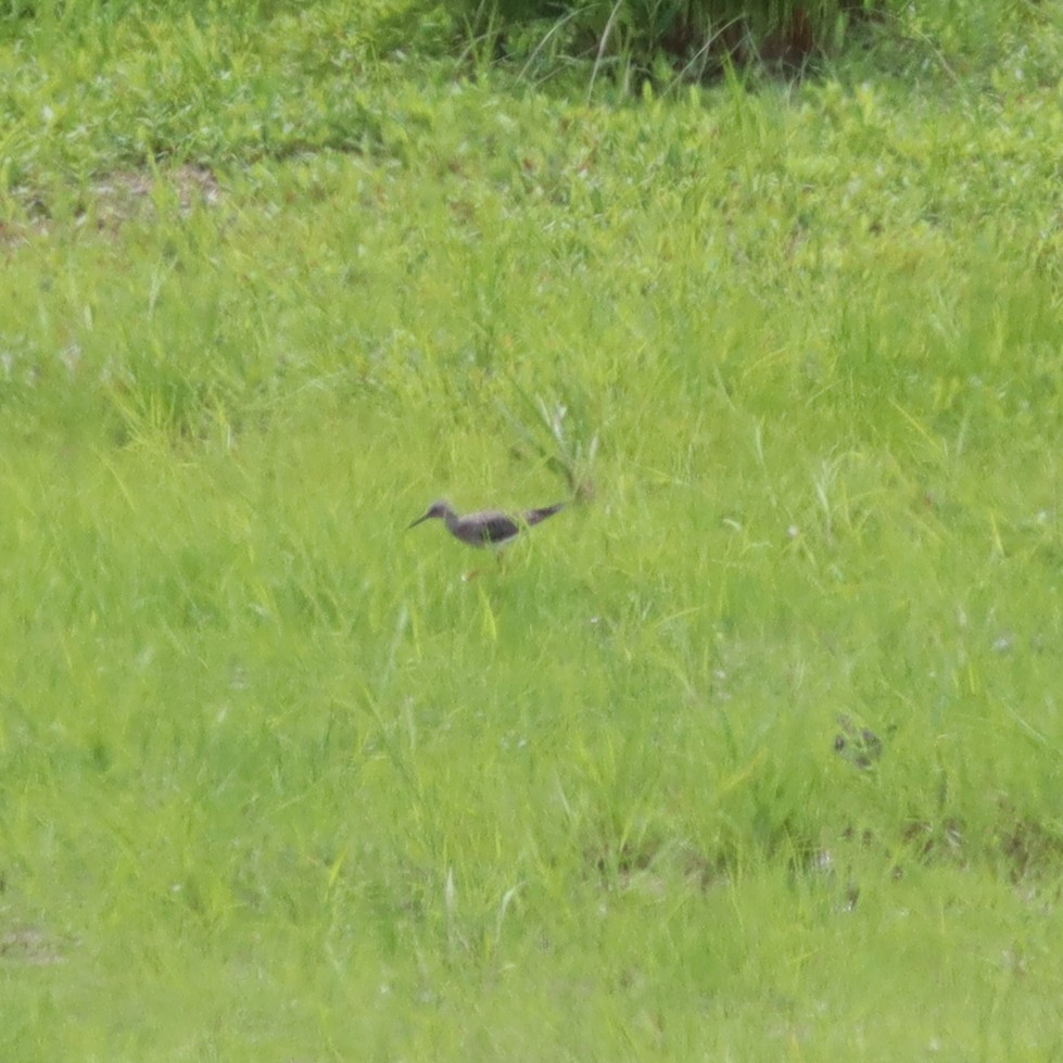 Lesser Yellowlegs - Callan Bentley