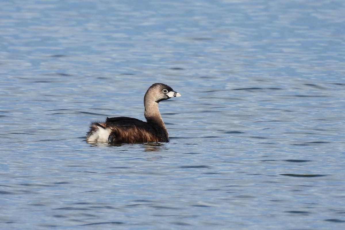 Pied-billed Grebe - S. K.  Jones