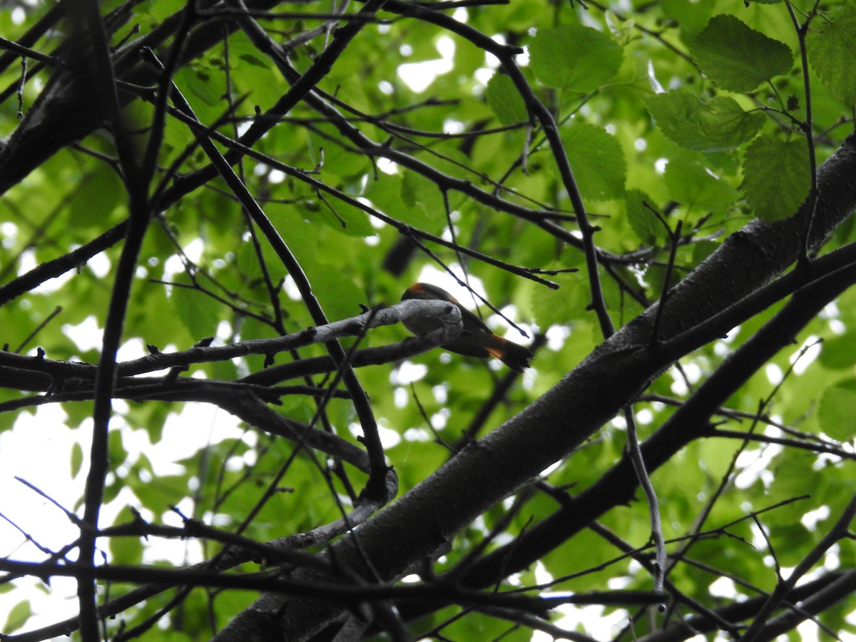 American Redstart - ML618575062