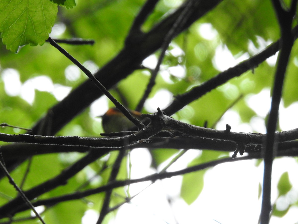 American Redstart - Kurt Schwarz