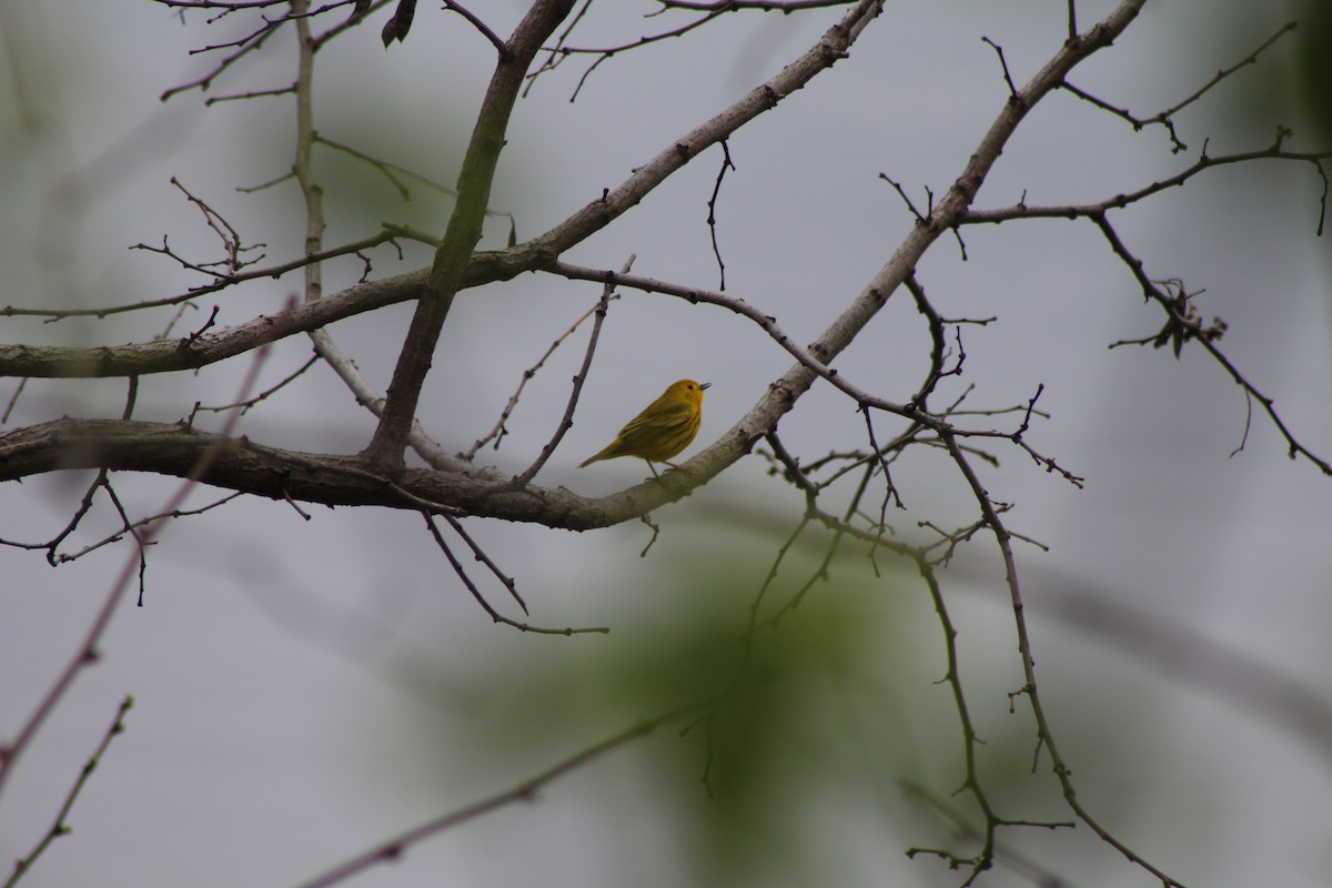 Yellow Warbler - Cory Ruchlin