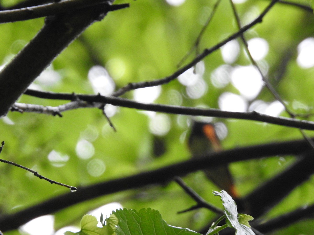 American Redstart - ML618575069