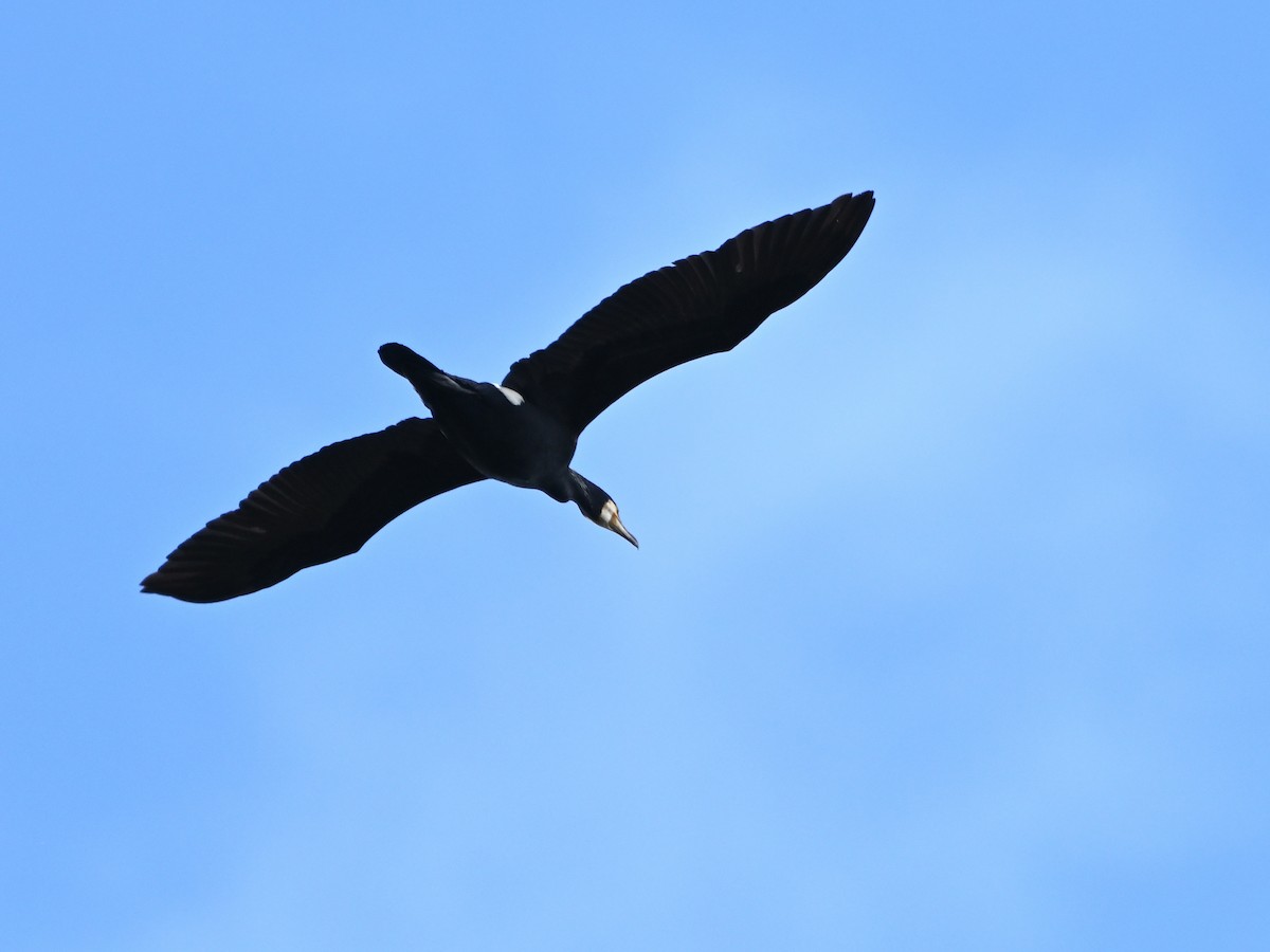 Great Cormorant - Manuel Espenica