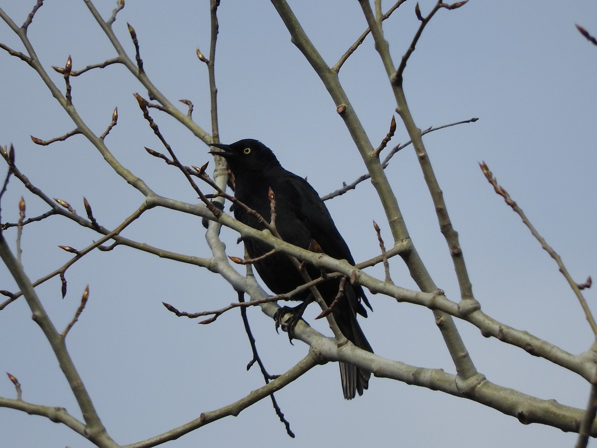 Rusty Blackbird - ML618575092