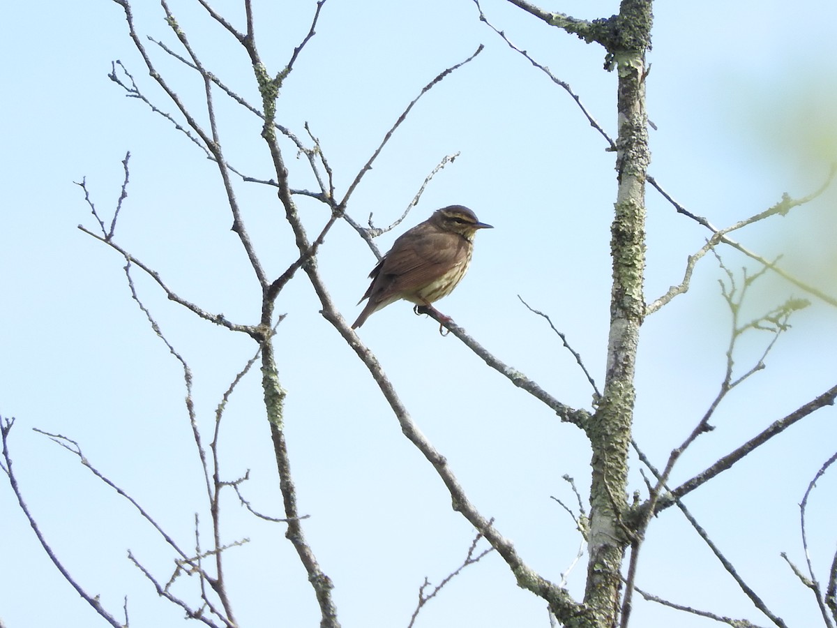 Northern Waterthrush - ML618575100