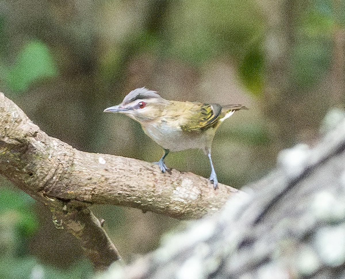 Red-eyed Vireo - ML618575142