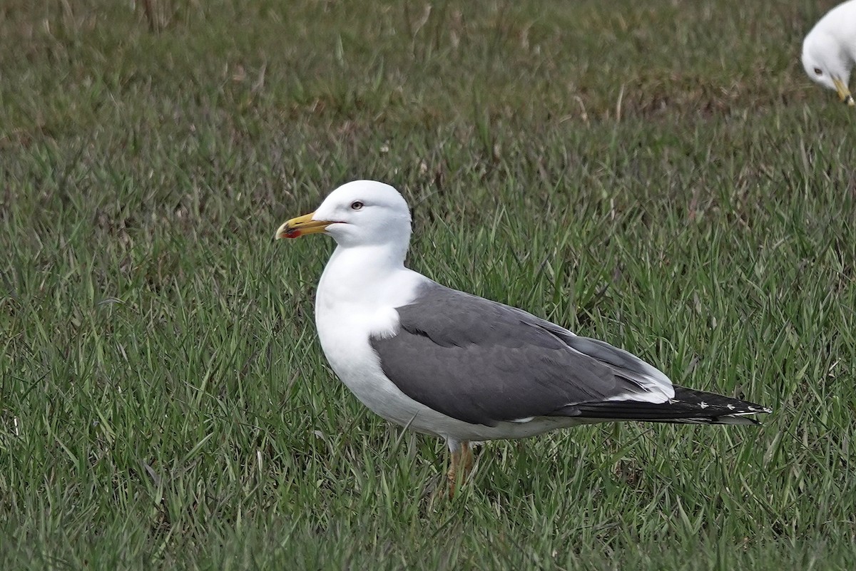Lesser Black-backed Gull - ML618575145