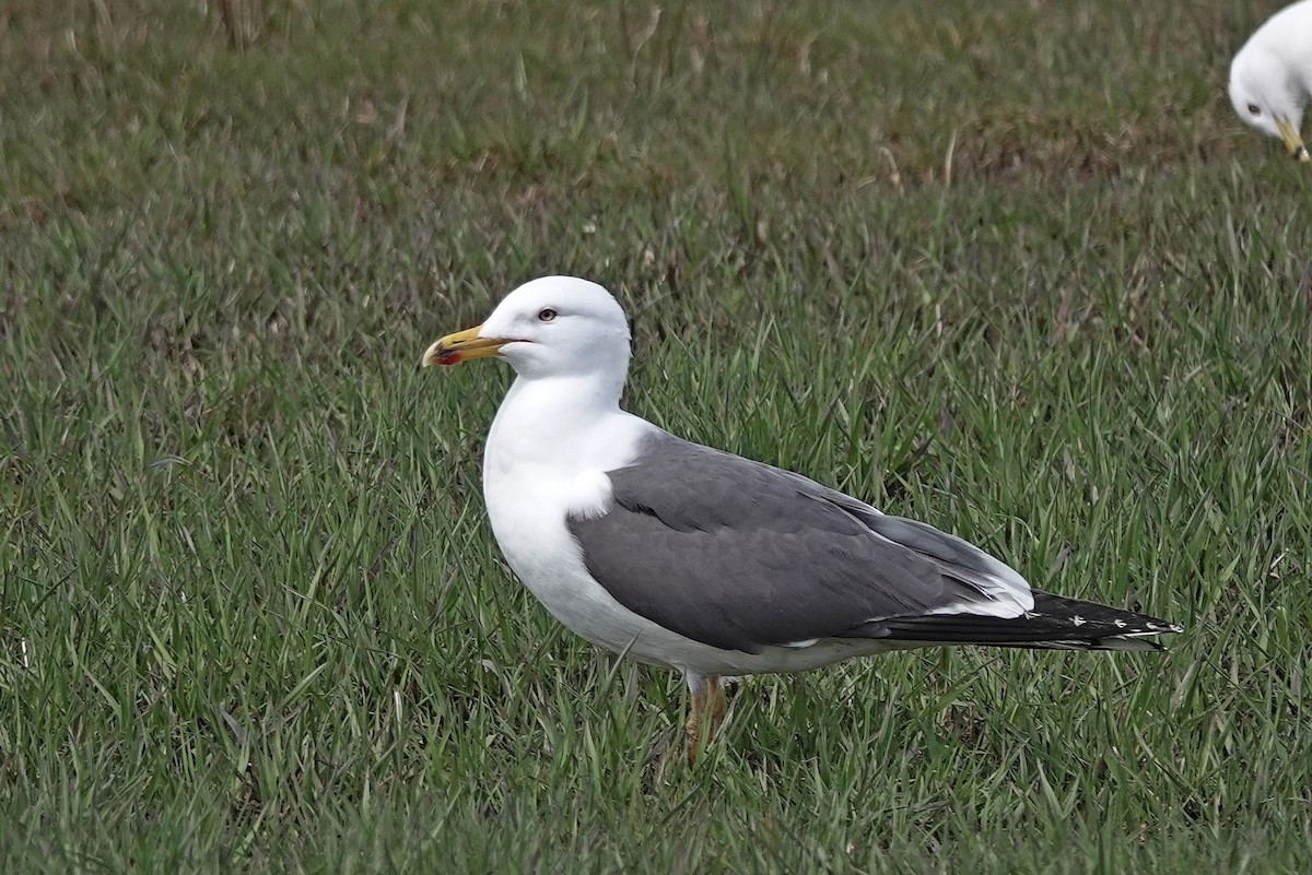 小黑背鷗 - ML618575145