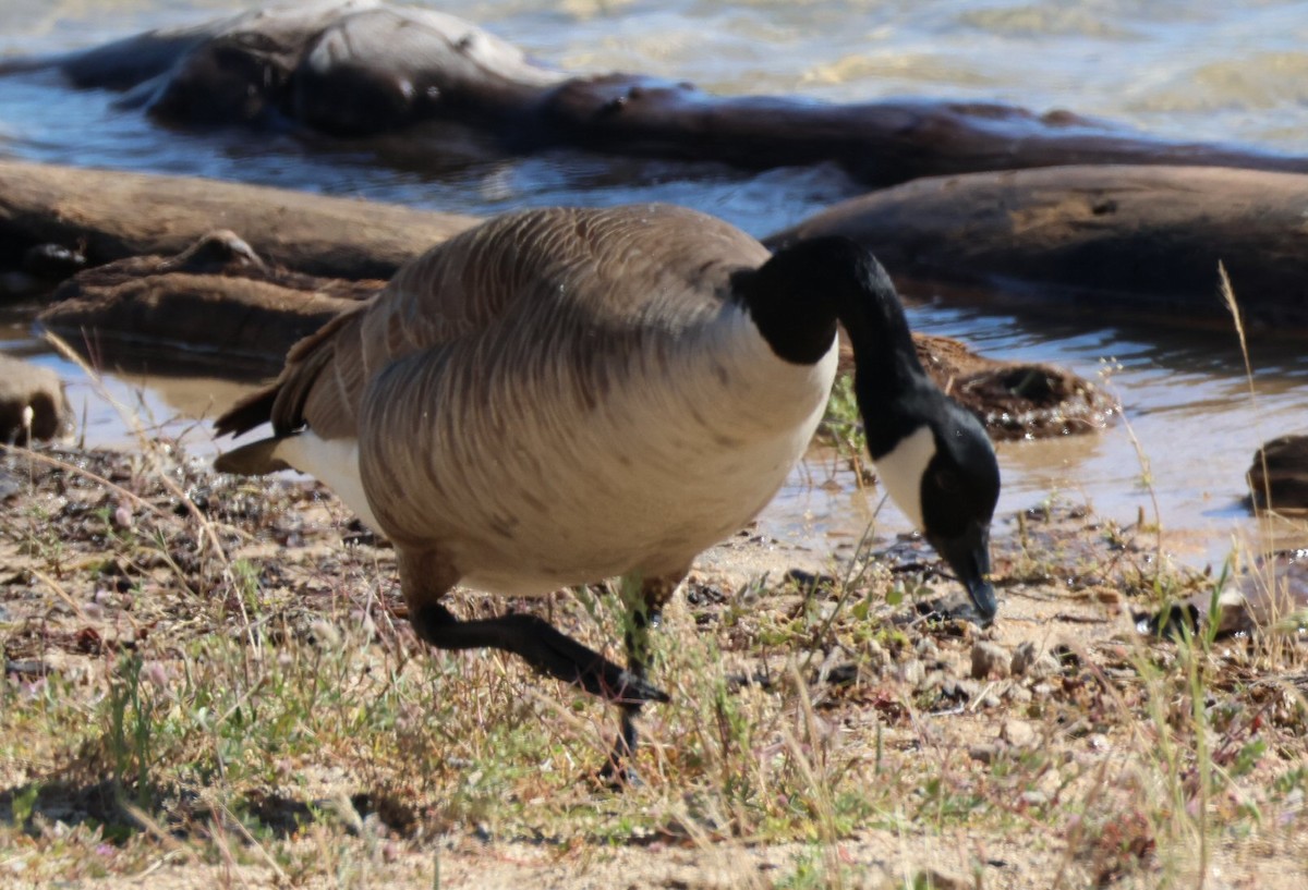 Canada Goose - Vince Folsom