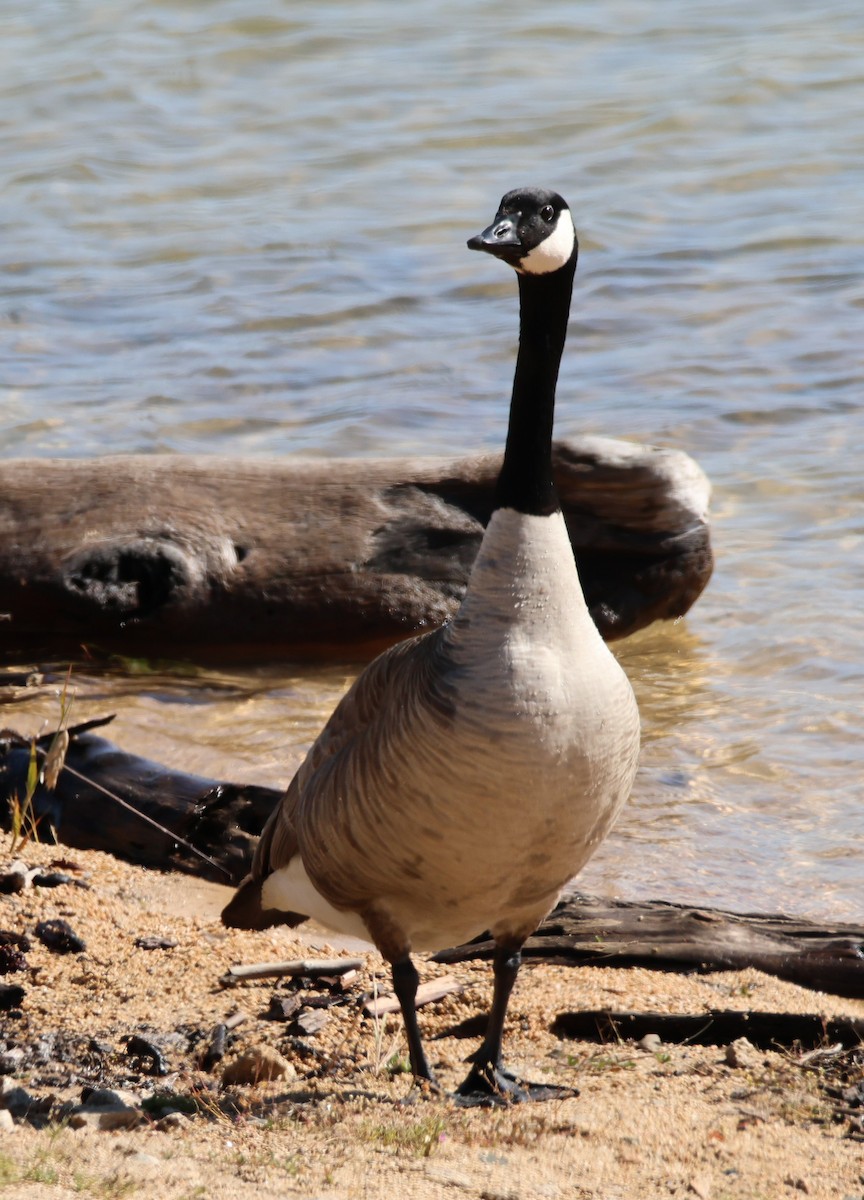 Canada Goose - Vince Folsom