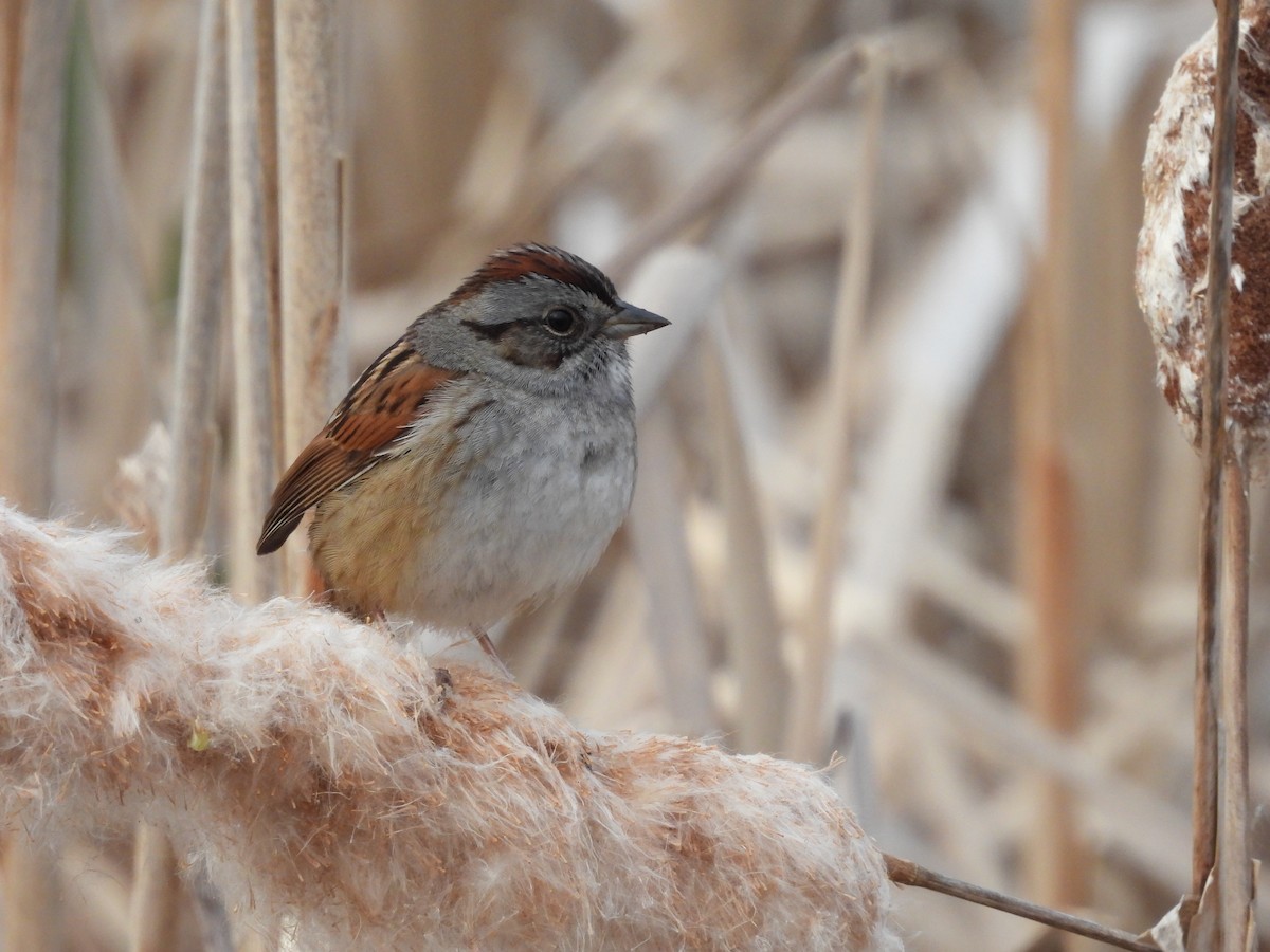 Swamp Sparrow - Myriam Lemieux