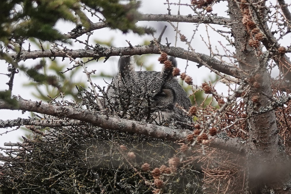 Great Horned Owl - ML618575233