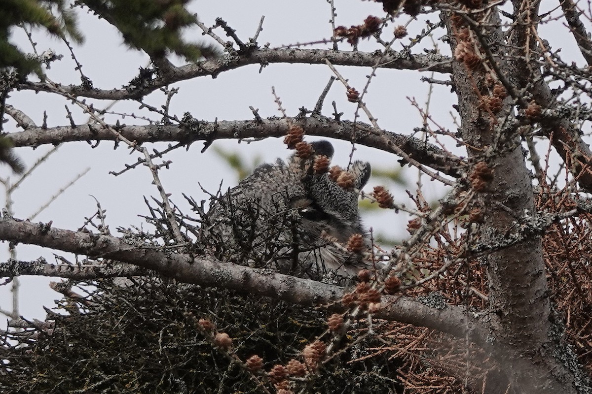 Great Horned Owl - ML618575234