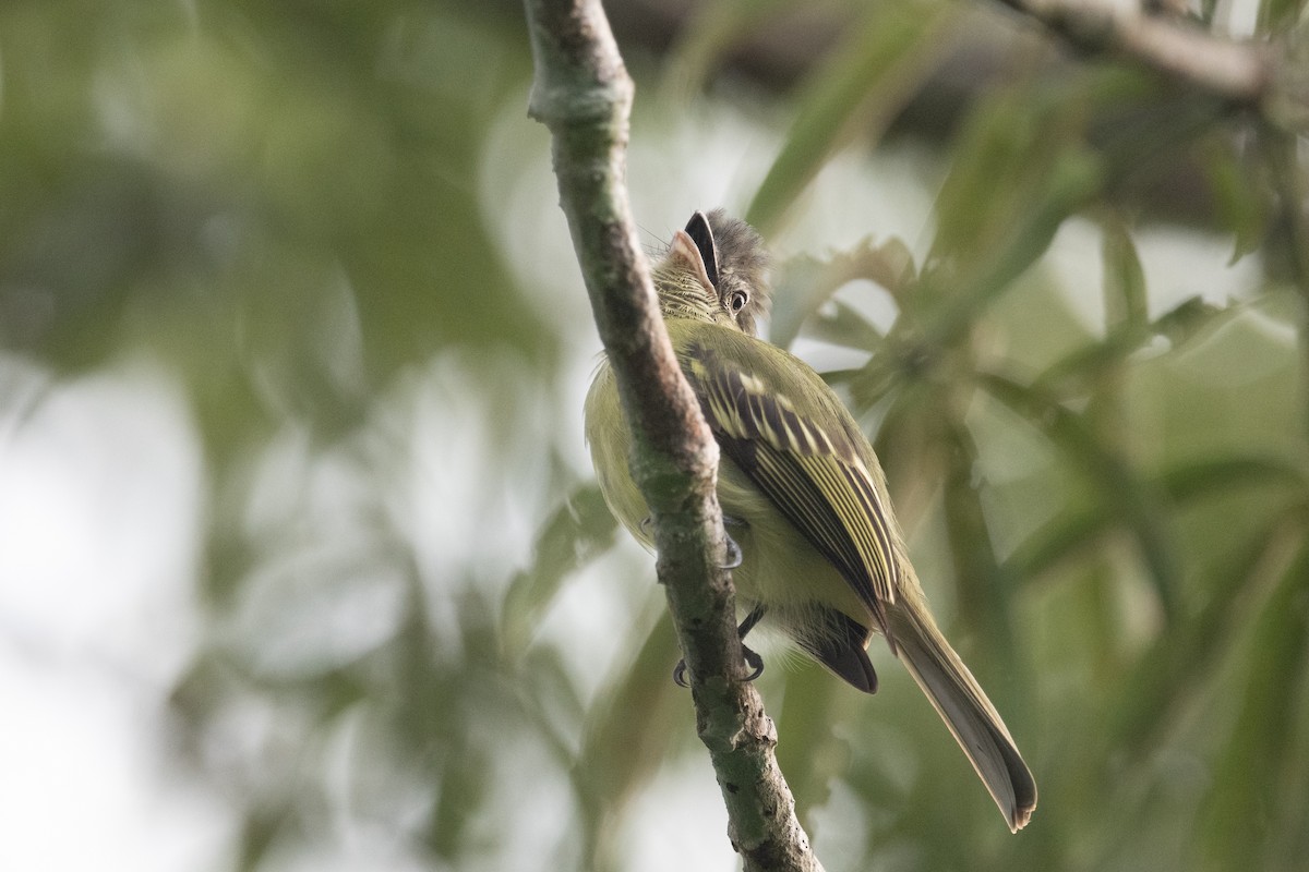 Yellow-margined Flatbill - ML618575238