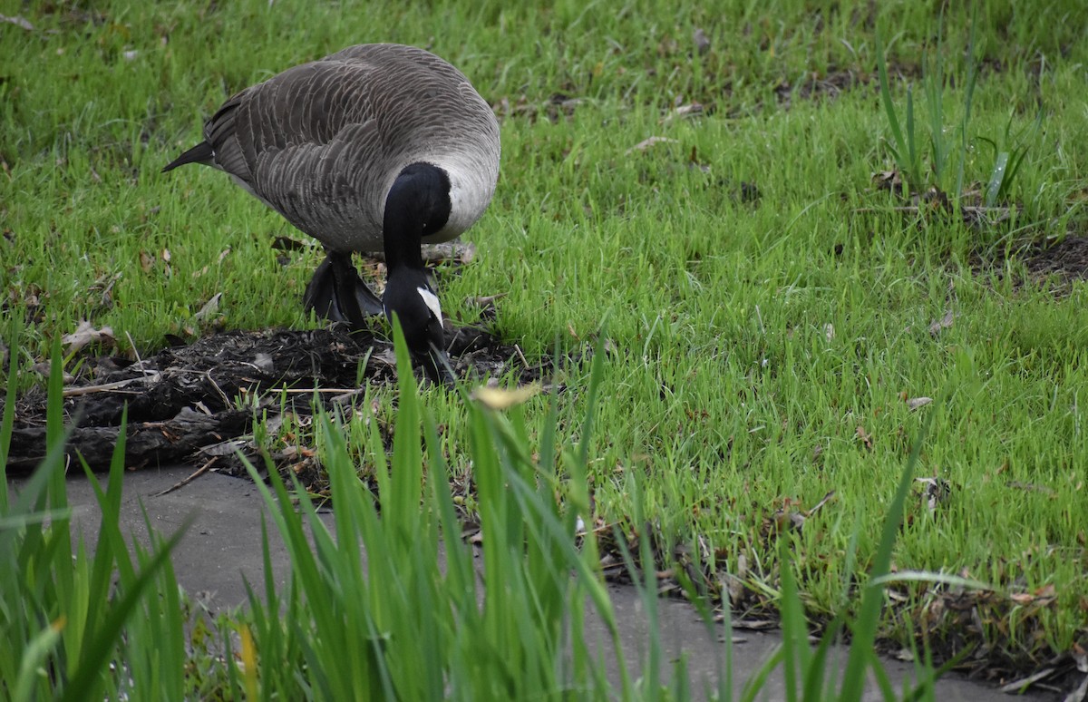 Canada Goose - ML618575244