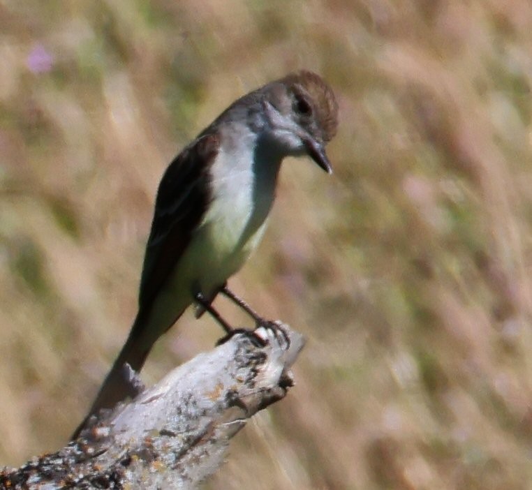 Ash-throated Flycatcher - Vince Folsom