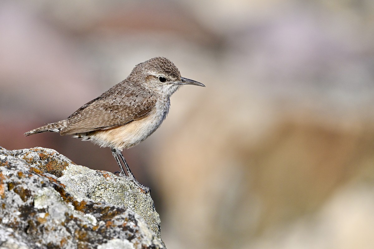 Rock Wren (Northern) - Gerald Friesen