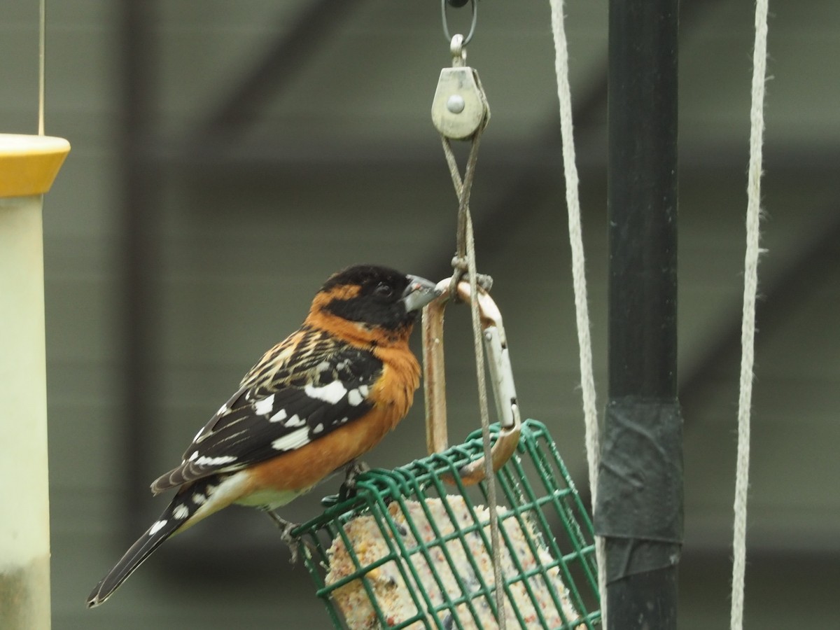 Black-headed Grosbeak - ML618575278