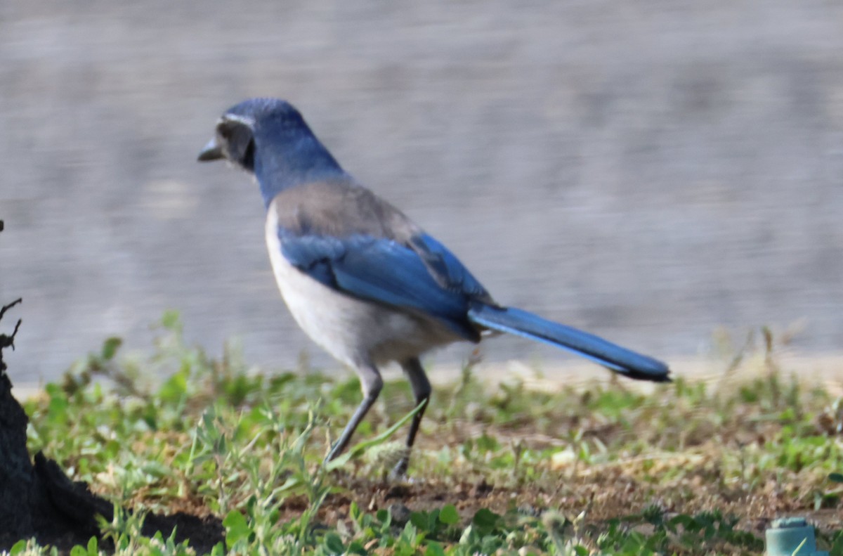 California Scrub-Jay - Vince Folsom