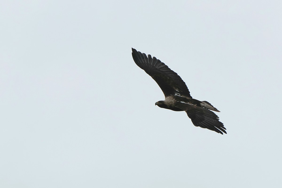 Imperial Eagle - Seán Holland