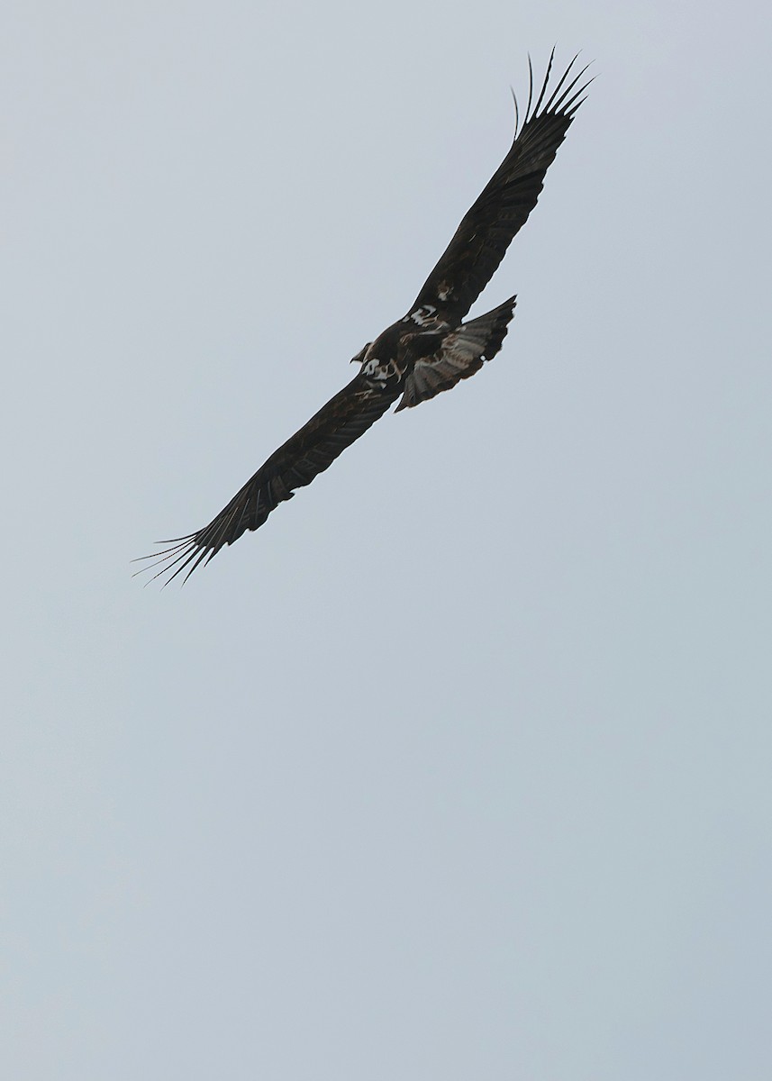 Imperial Eagle - Seán Holland