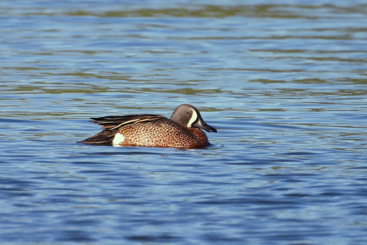 Blue-winged Teal - ML618575305