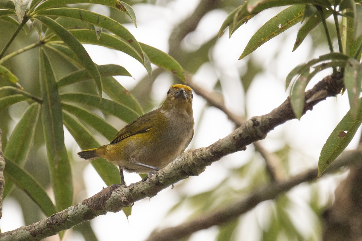 Orange-bellied Euphonia - Ross Bartholomew