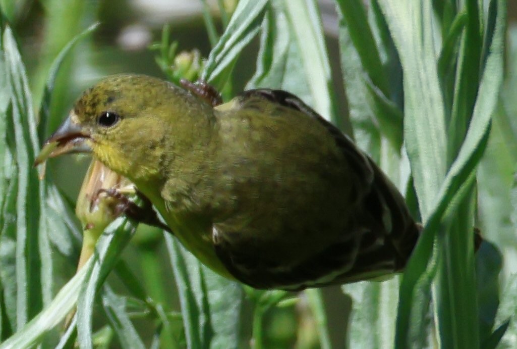 Lesser Goldfinch - Vince Folsom