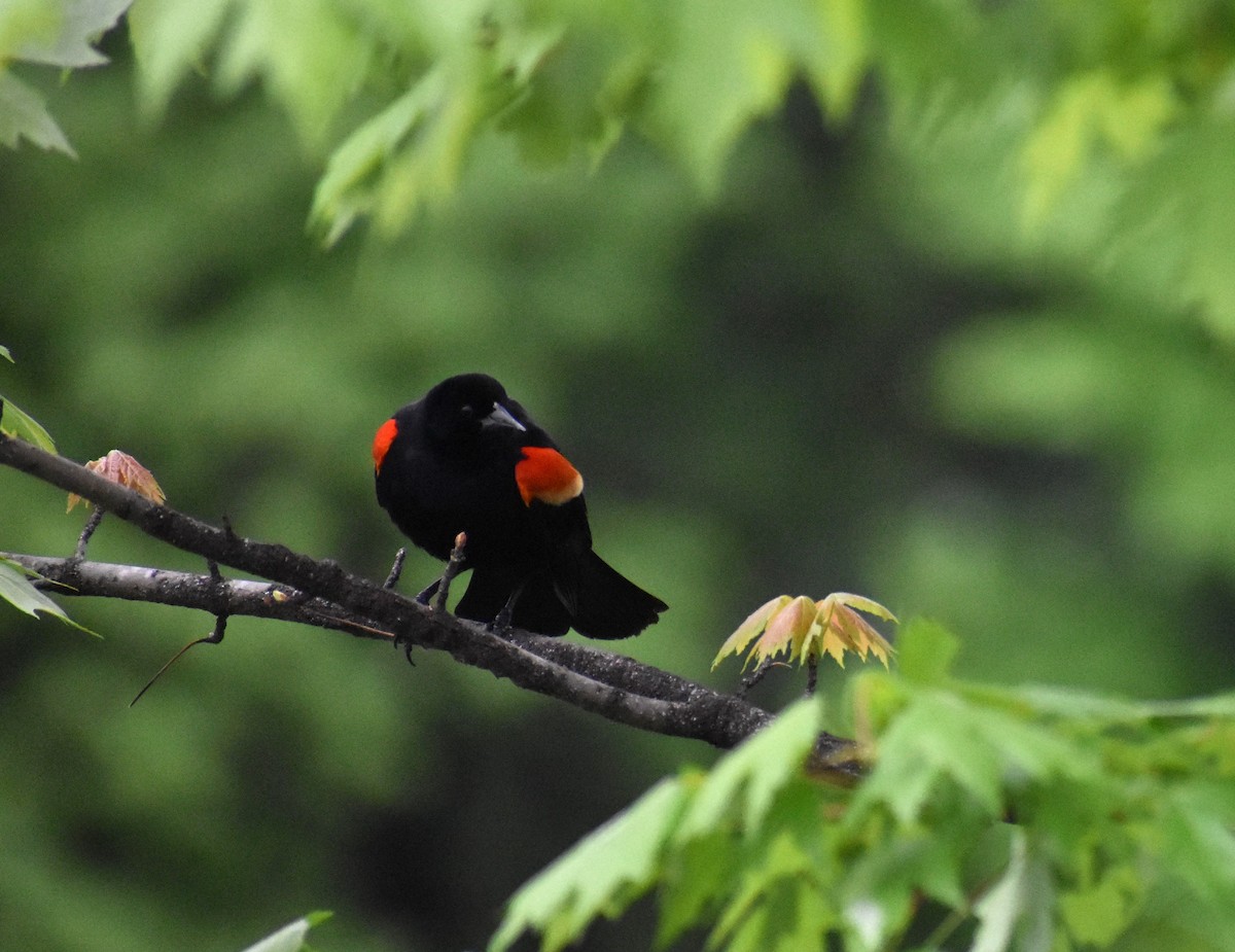 Red-winged Blackbird - Jim Wilkinson