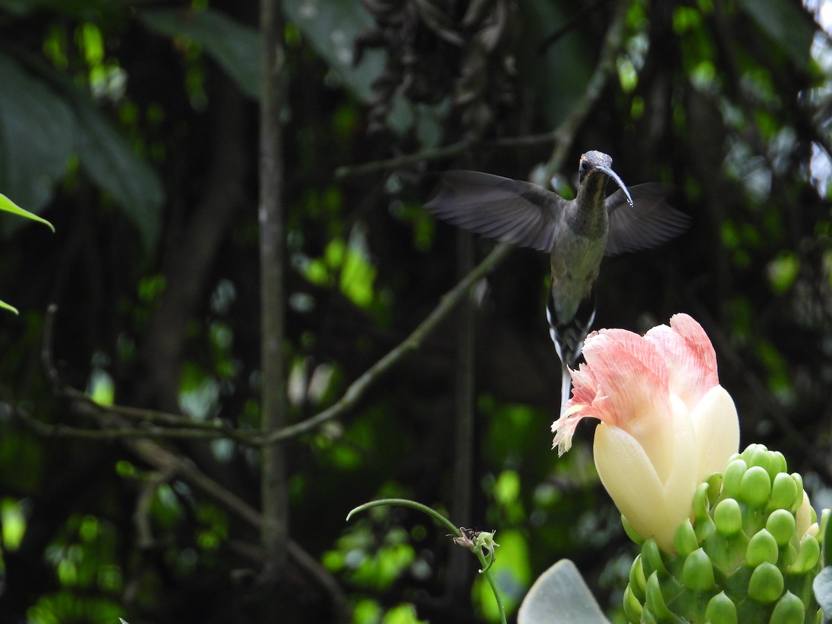 kolibřík tmavolící - ML618575434