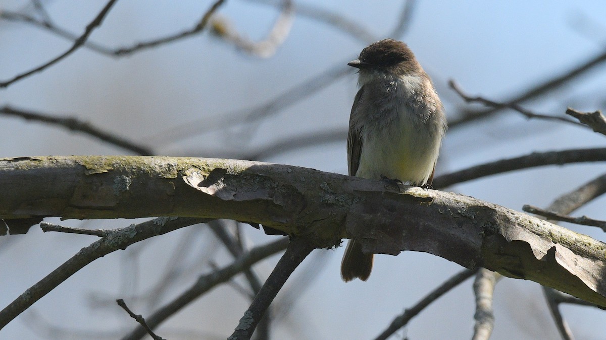 Eastern Phoebe - Todd Norris