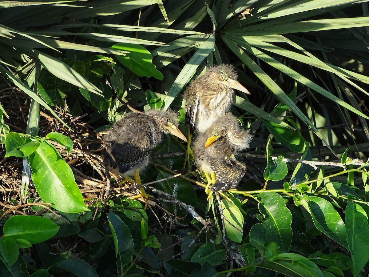 Green Heron - Rebel Warren and David Parsons