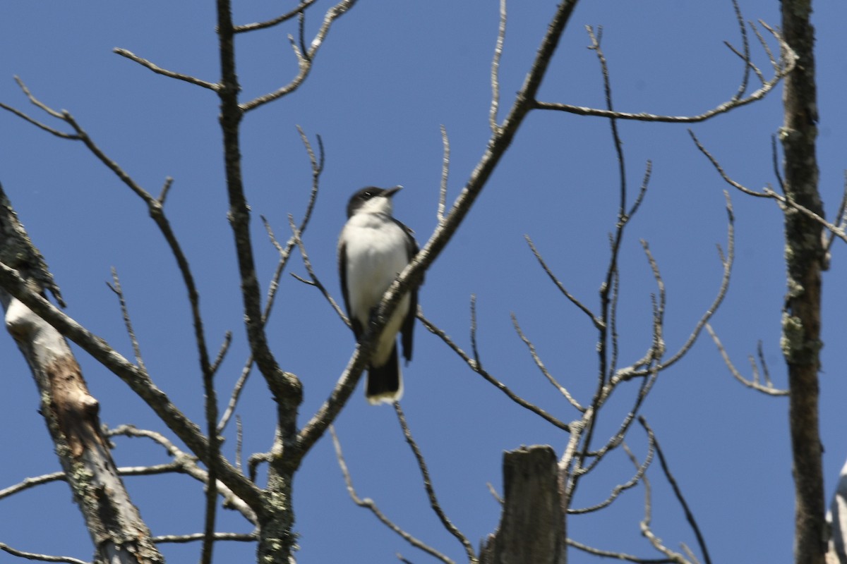 Eastern Kingbird - ML618575472
