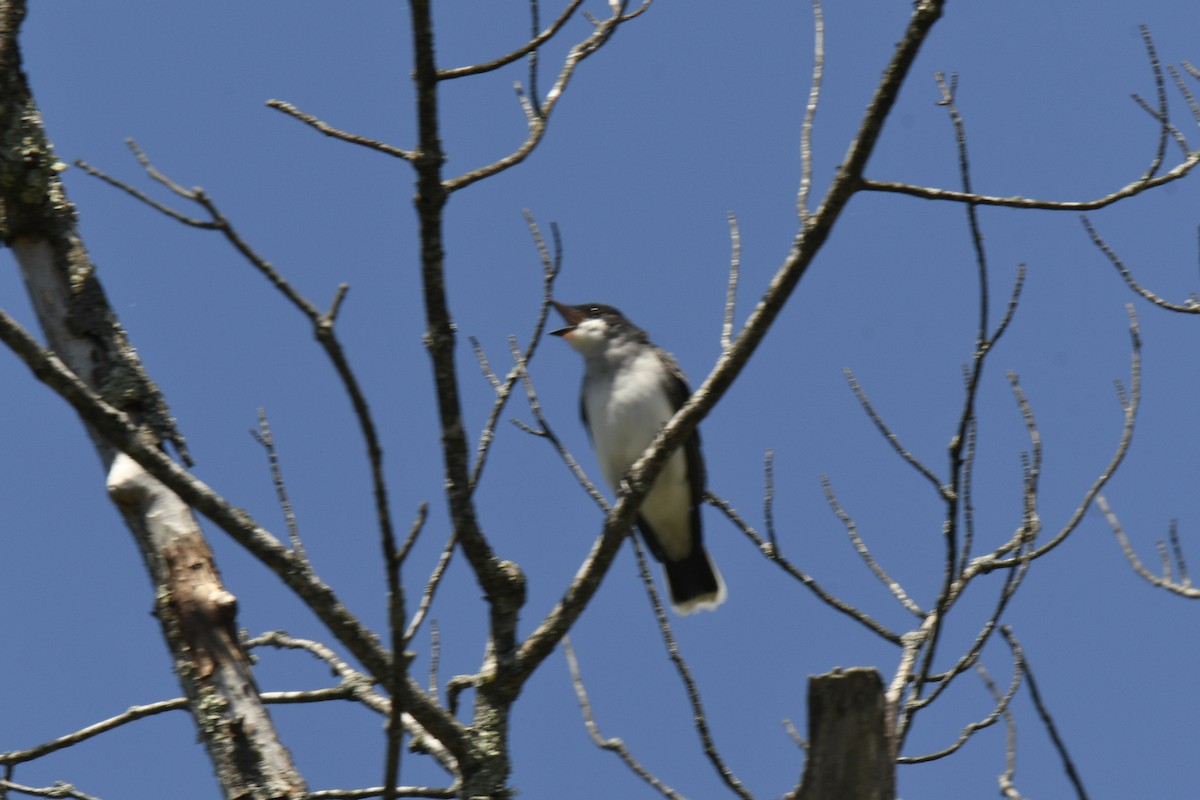 Eastern Kingbird - ML618575473