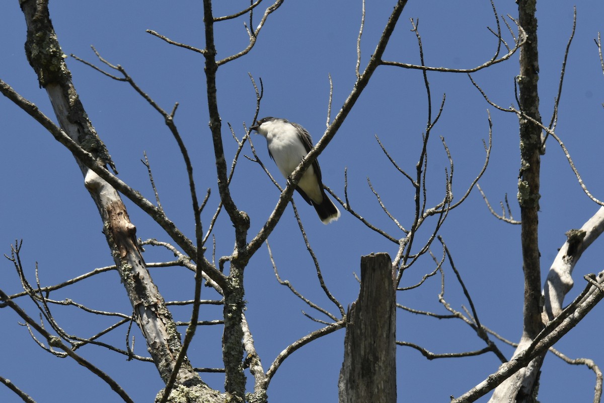 Eastern Kingbird - ML618575474