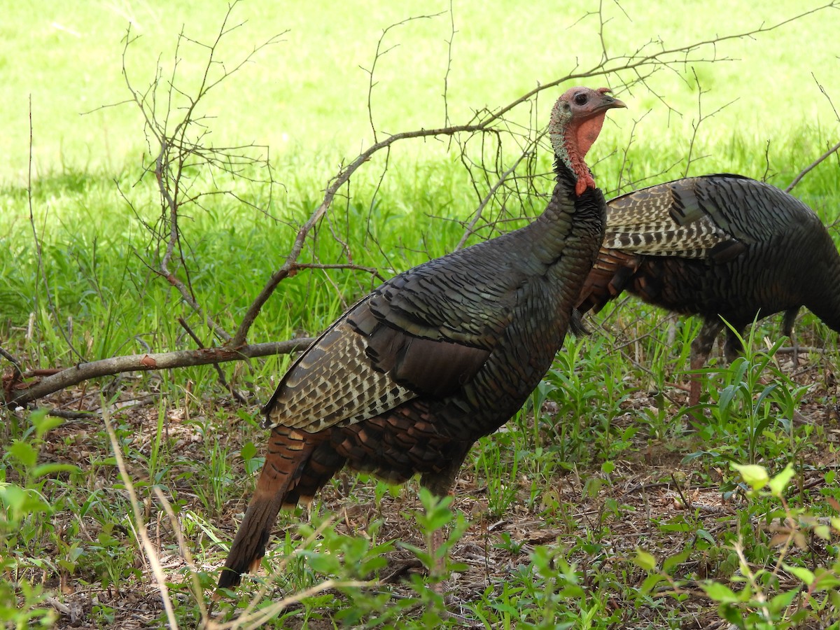 Wild Turkey - ML618575475