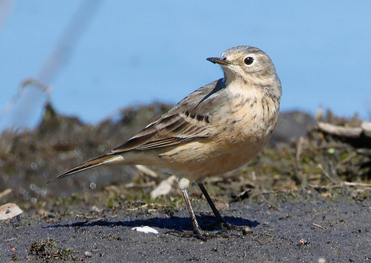 American Pipit - Randall Everts