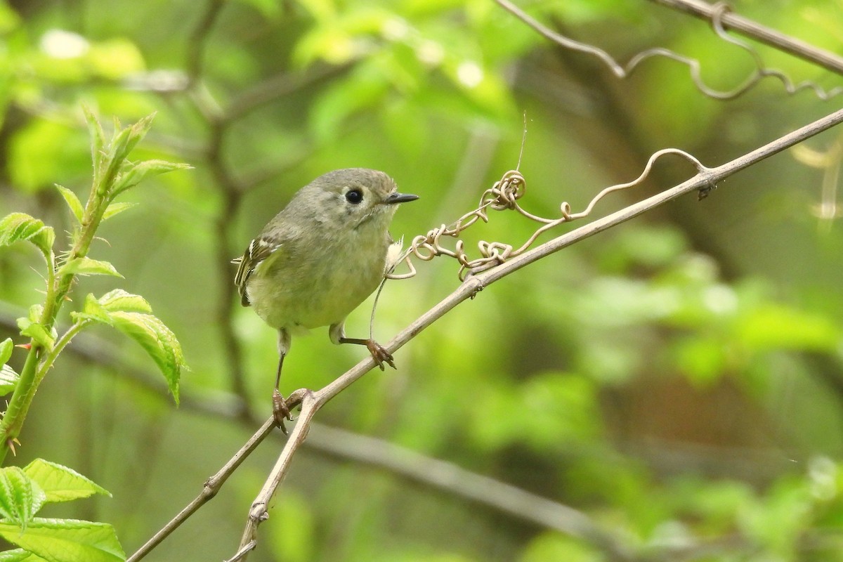 Ruby-crowned Kinglet - ML618575501